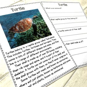 Animal Facts Comprehension Worksheets