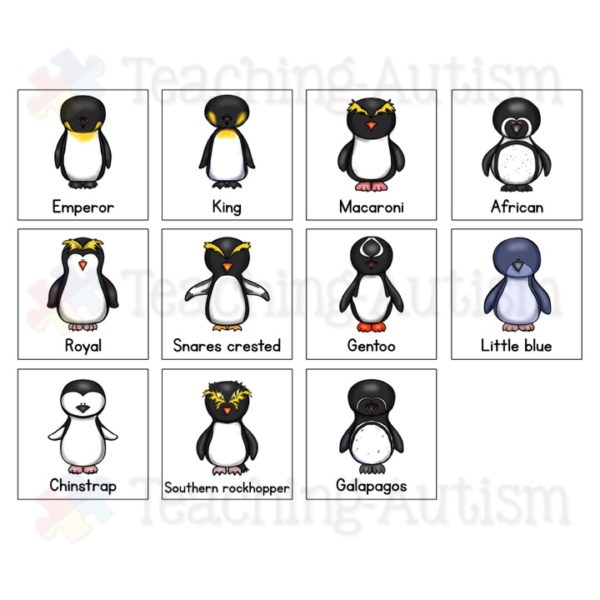 Types of Penguins Adapted Book