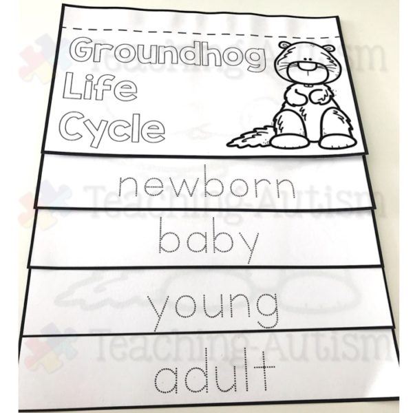 Groundhog Life Cycle Activities