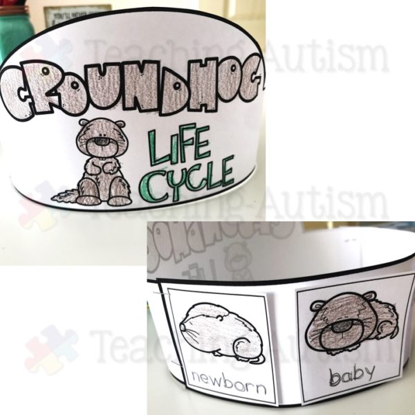 Groundhog Life Cycle Activities