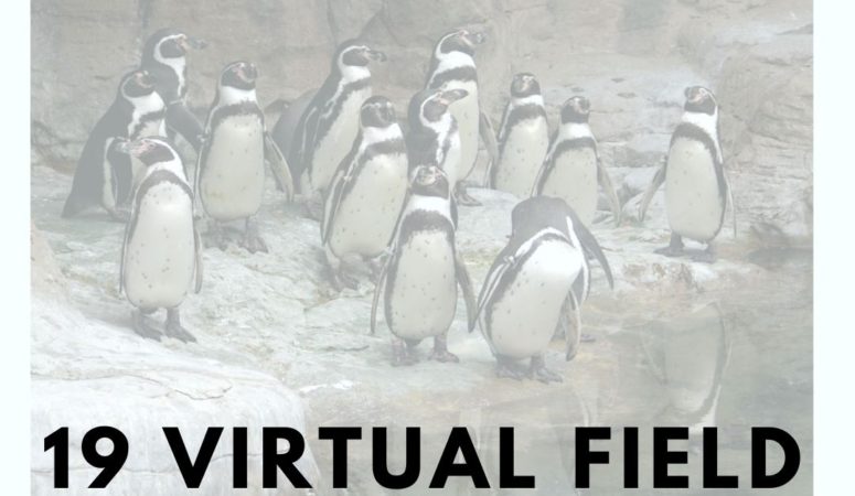 Virtual Field Trip Ideas for Students