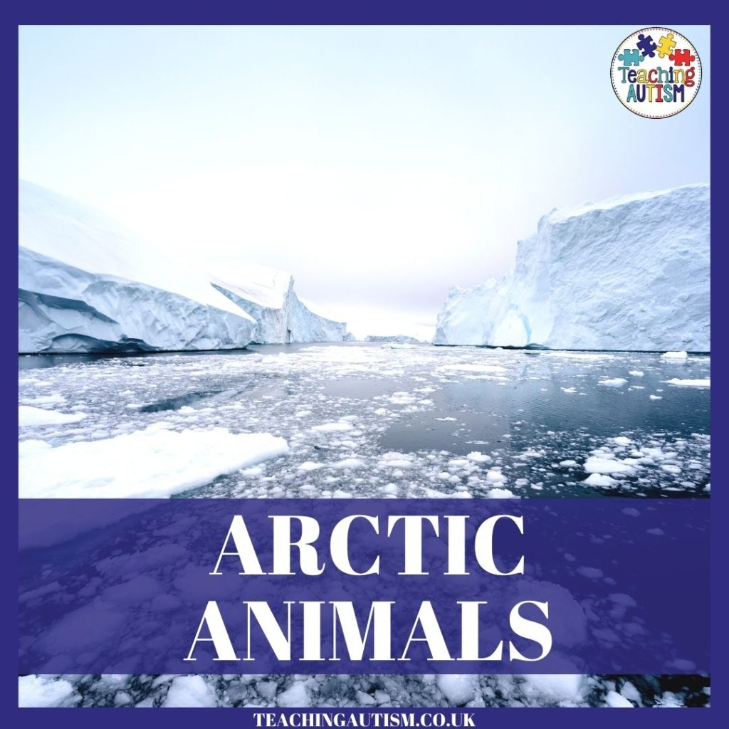 Arctic Animals Theme