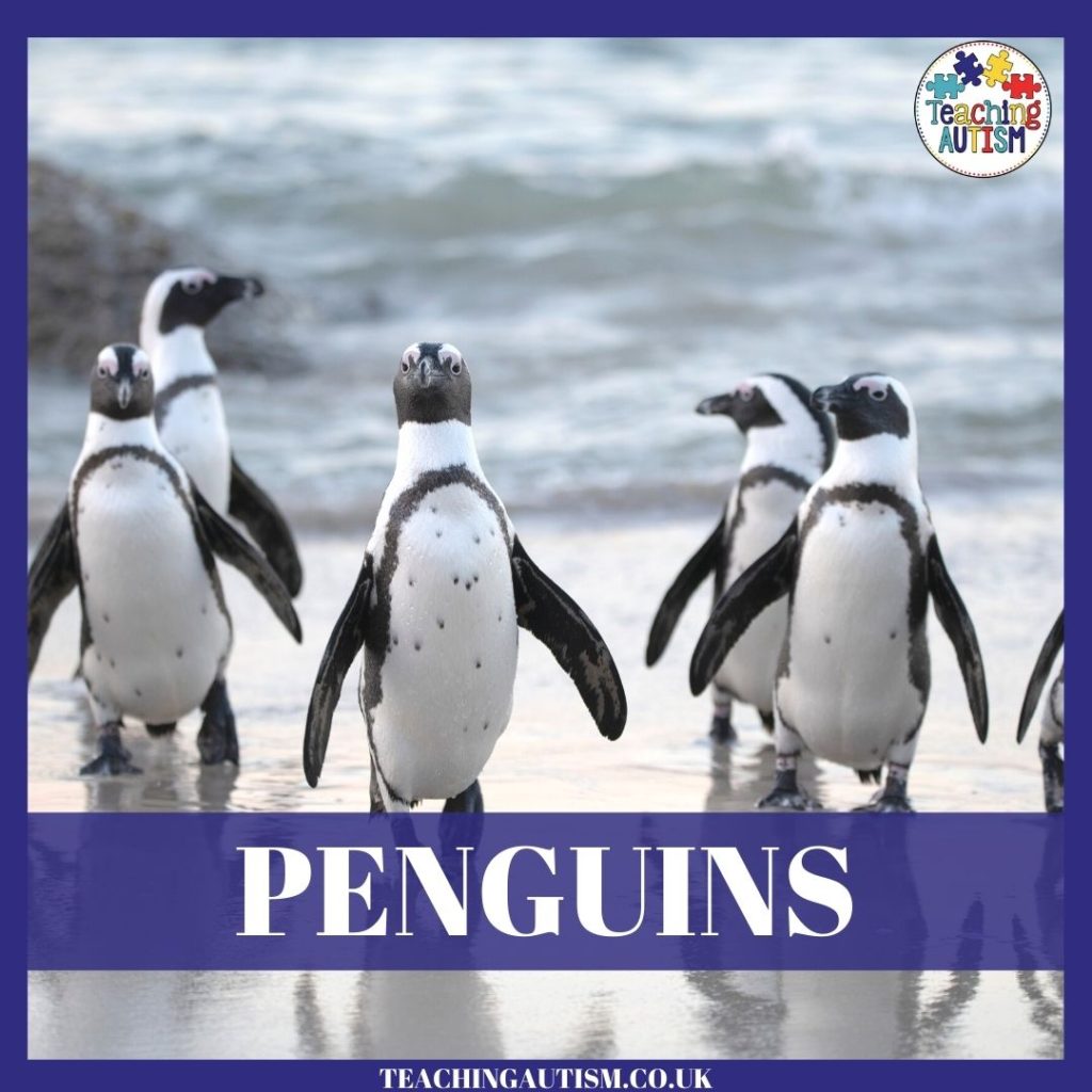 Penguin Teaching Activities