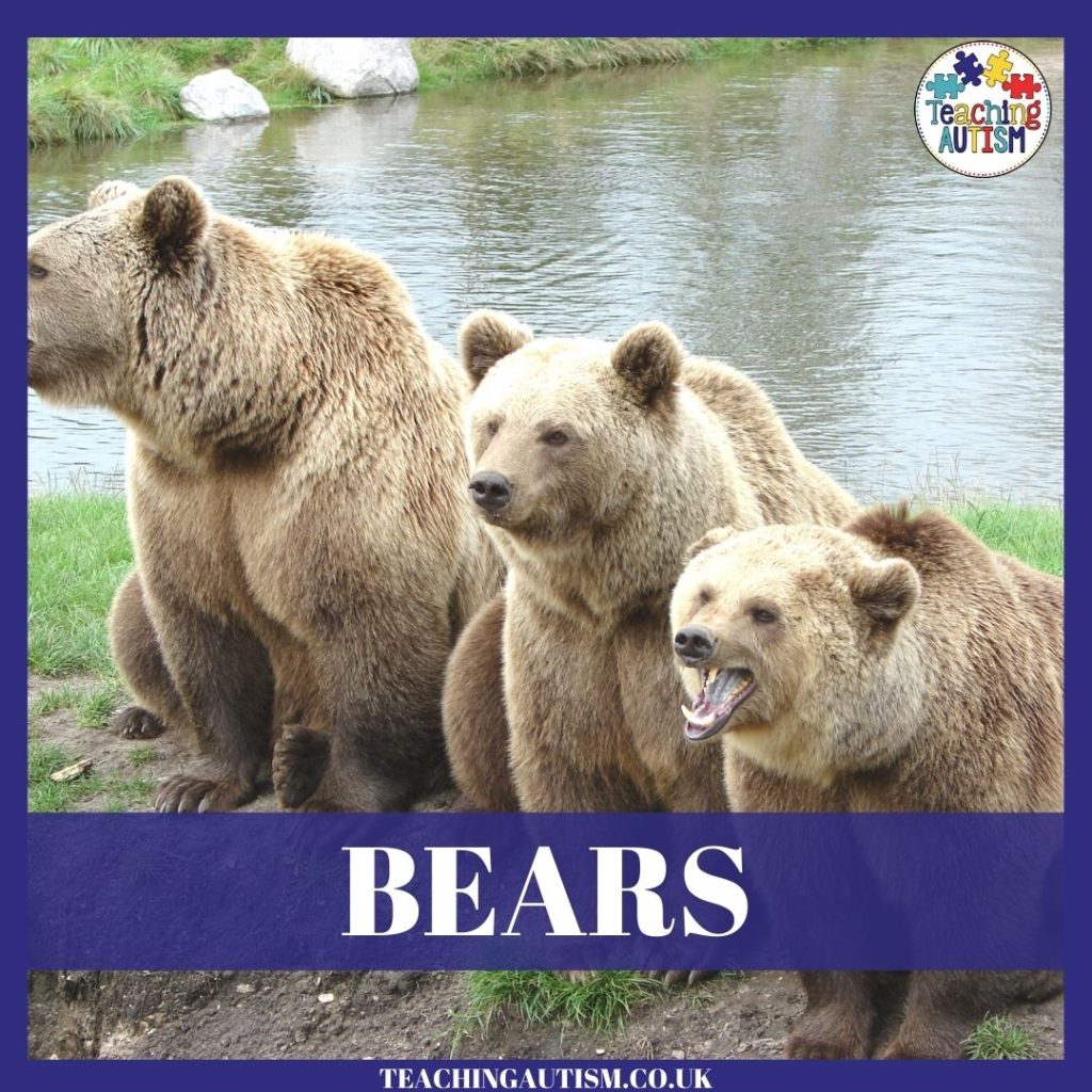 Bear Activities for Kids