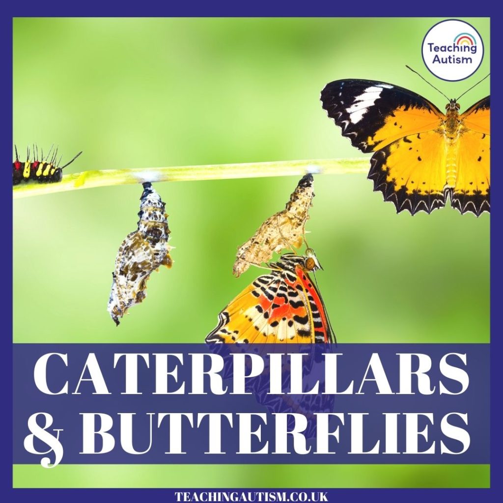 Caterpillars and Butterflies Classroom Theme Ideas