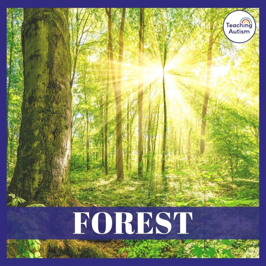 Forest Classroom Theme Ideas