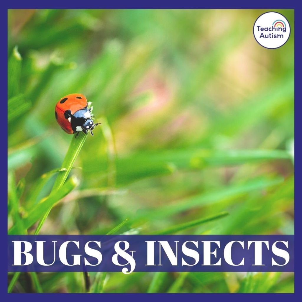 Bugs and Insects Classroom Theme