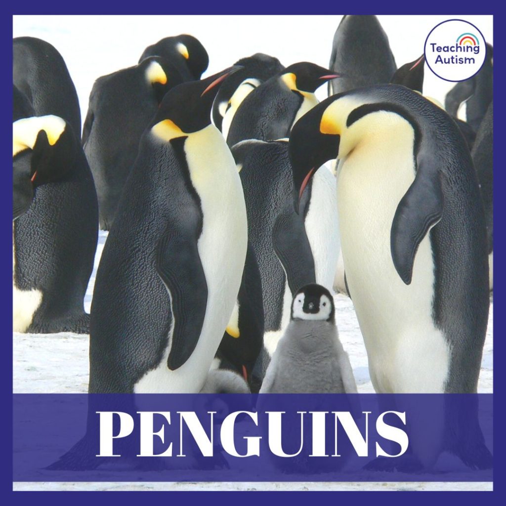 Penguin Classroom Theme Ideas