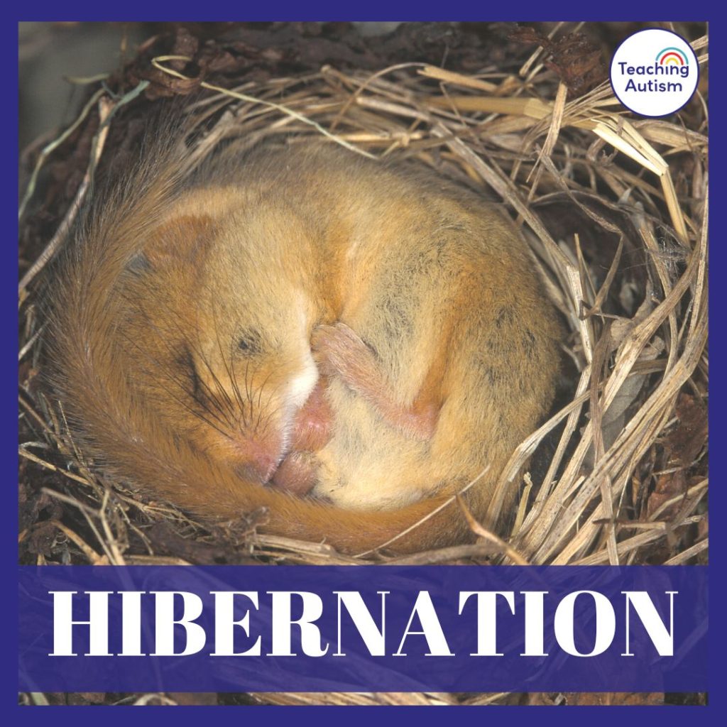 Hibernation Classroom Theme Activities