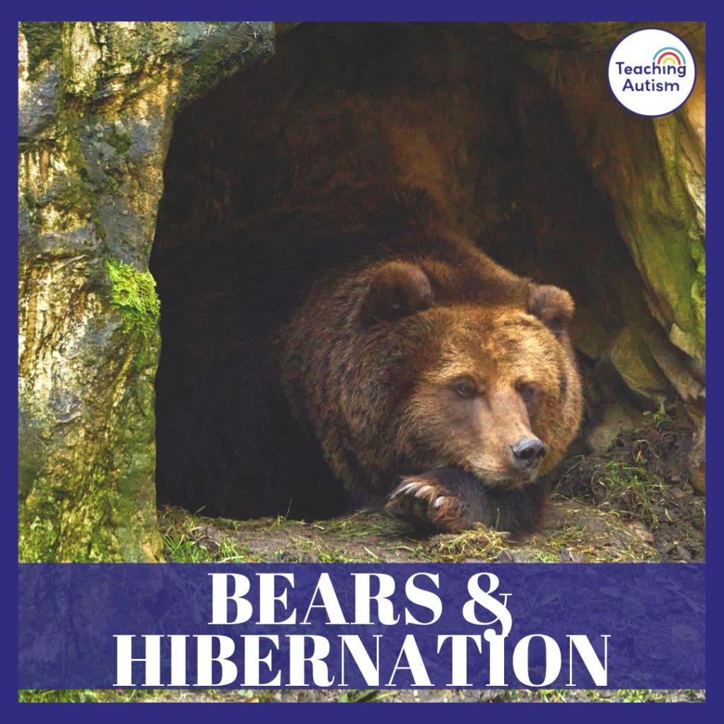 Bears and Hibernation Classroom Theme Ideas
