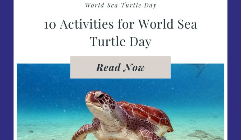 10 Sea Turtle Day Activities