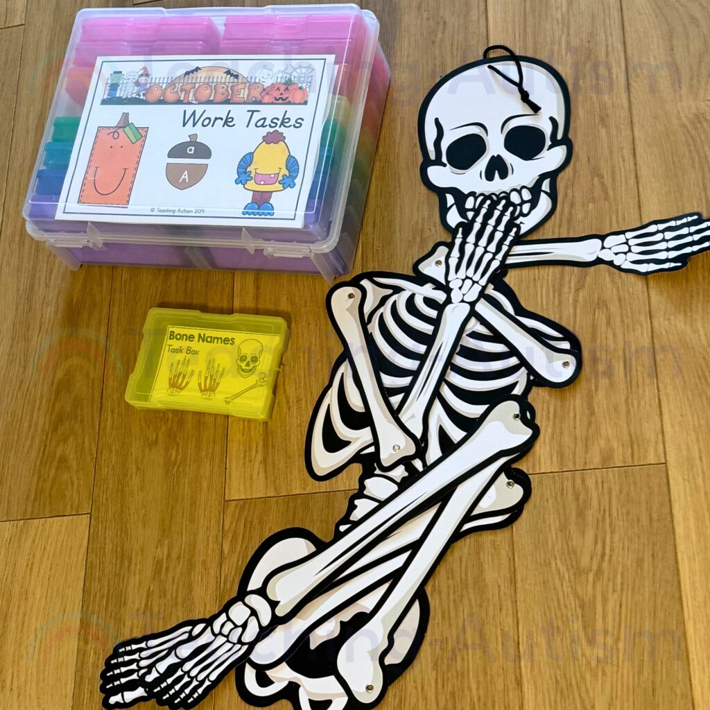 Free Label the Skeleton Bones Activity