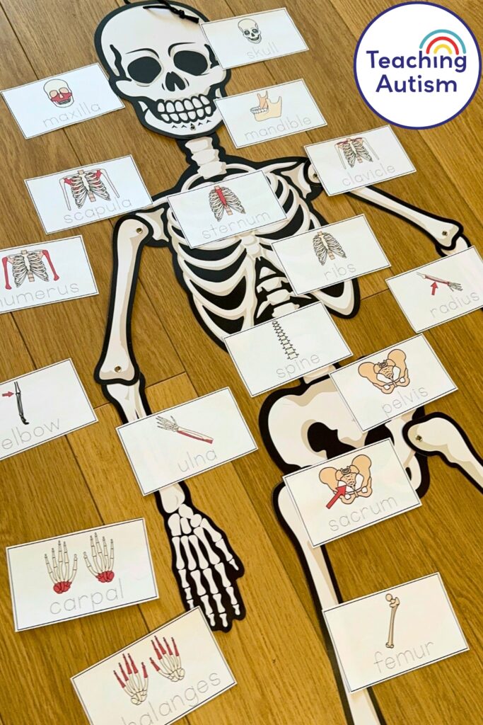 Free Label the Skeleton Bones Activity