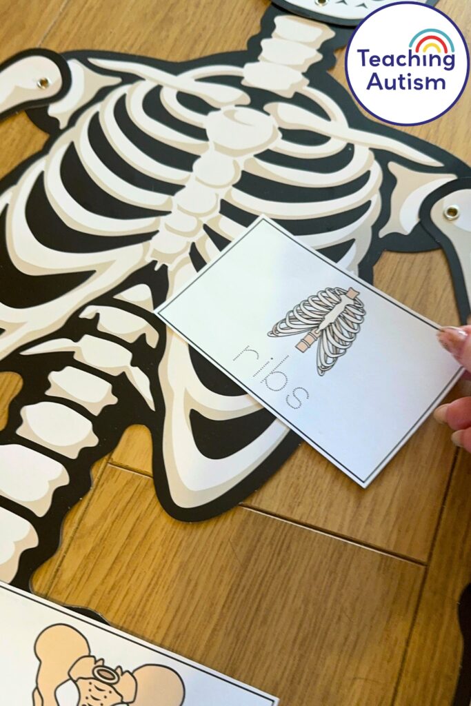 Free Label the Skeleton Bones Activity