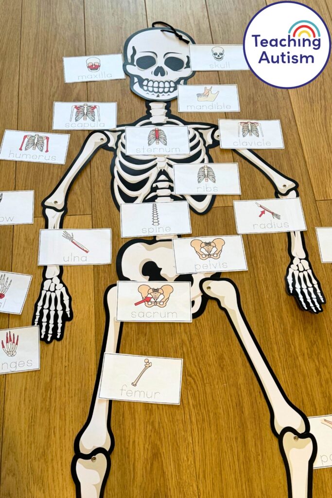 Free Label the Skeleton Bones Activity