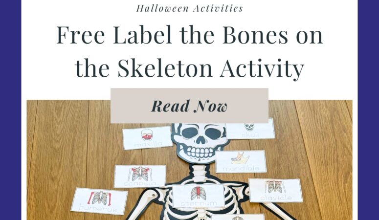 Free Label the Skeleton Bones Activity