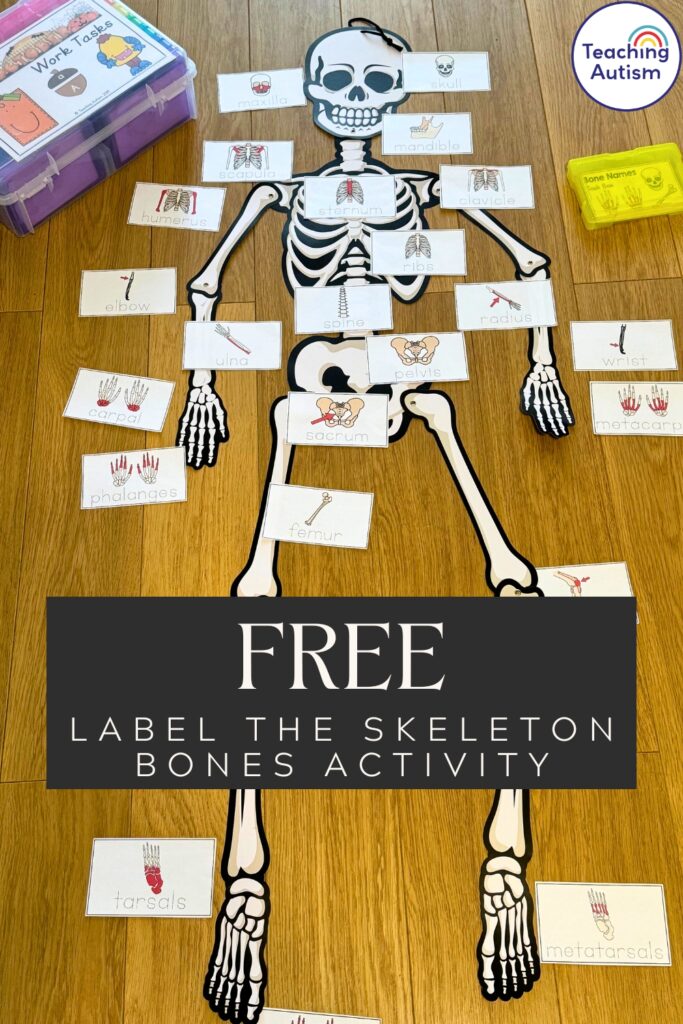 Free Label the Skeleton Bones Activity