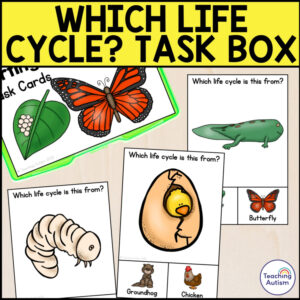 Which Life Cycle? Sorting Task Box | Task Boxes for Special Education