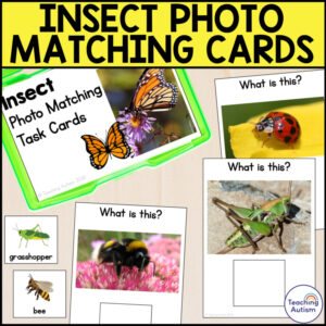 Insect Photo Matching Task Cards | Real Pictures | Special Education and Autism