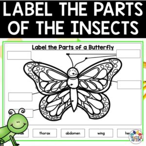 Bugs and Insects Activity | Label the Insect Distance Learning